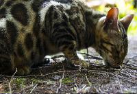gatto bengala mangia nel sottobosco | Oasy Khoomfay