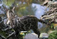 gatto bengala nel laghetto  | Oasy Khoomfay