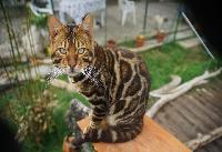 gatto bengala più bello al mondo | Oasy Khoomfay