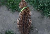 gatto bengala come il leopardo