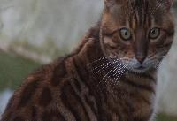 gatto bengala bellissimo | Oasy Khoomfay