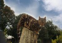 Bellissime foto di come vive nella natura il gatto bengala , all'interno del programma di selezione  | Oasy Khoomfay