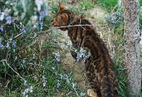 Bellissime foto di come vive nella natura il gatto bengala , all'interno del programma di selezione .