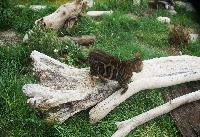 Bellissime foto di come vive nella natura il gatto bengala , all'interno del programma di selezione  | Oasy Khoomfay